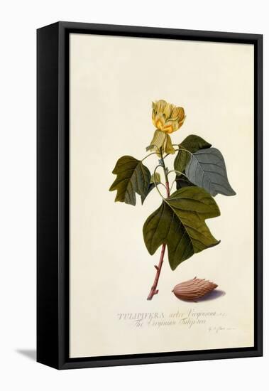 The Virginian Tulip Tree, C.1743-Georg Dionysius Ehret-Framed Stretched Canvas