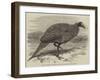 The Vulturine Guinea-Fowl in the Zoological Society's Gardens-Thomas W. Wood-Framed Giclee Print