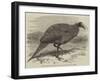 The Vulturine Guinea-Fowl in the Zoological Society's Gardens-Thomas W. Wood-Framed Giclee Print