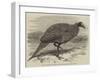 The Vulturine Guinea-Fowl in the Zoological Society's Gardens-Thomas W. Wood-Framed Giclee Print