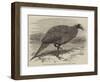 The Vulturine Guinea-Fowl in the Zoological Society's Gardens-Thomas W. Wood-Framed Giclee Print