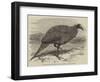 The Vulturine Guinea-Fowl in the Zoological Society's Gardens-Thomas W. Wood-Framed Giclee Print