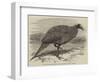 The Vulturine Guinea-Fowl in the Zoological Society's Gardens-Thomas W. Wood-Framed Giclee Print