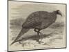 The Vulturine Guinea-Fowl in the Zoological Society's Gardens-Thomas W. Wood-Mounted Giclee Print