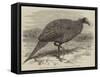 The Vulturine Guinea-Fowl in the Zoological Society's Gardens-Thomas W. Wood-Framed Stretched Canvas