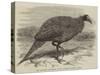 The Vulturine Guinea-Fowl in the Zoological Society's Gardens-Thomas W. Wood-Stretched Canvas