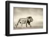 The Walk-null-Framed Photographic Print