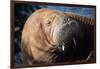 The Walrus Freya Resting in Hvide Sande-Filip Jensen-Framed Photographic Print