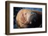 The Walrus Freya Resting in Hvide Sande-Filip Jensen-Framed Photographic Print