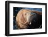 The Walrus Freya Resting in Hvide Sande-Filip Jensen-Framed Photographic Print