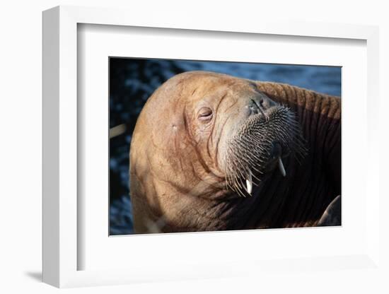 The Walrus Freya Resting in Hvide Sande-Filip Jensen-Framed Photographic Print