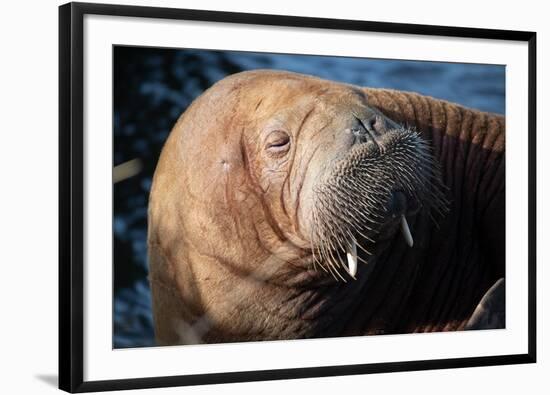 The Walrus Freya Resting in Hvide Sande-Filip Jensen-Framed Photographic Print