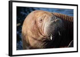 The Walrus Freya Resting in Hvide Sande-Filip Jensen-Framed Photographic Print