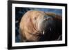 The Walrus Freya Resting in Hvide Sande-Filip Jensen-Framed Photographic Print