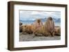 The Walrus is a Marine Mammal, the Only Modern Species of the Walrus Family, Traditionally Attribut-Mikhail Cheremkin-Framed Photographic Print