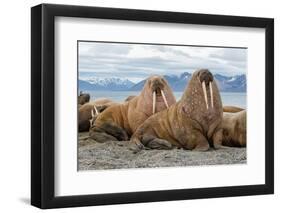 The Walrus is a Marine Mammal, the Only Modern Species of the Walrus Family, Traditionally Attribut-Mikhail Cheremkin-Framed Photographic Print