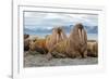 The Walrus is a Marine Mammal, the Only Modern Species of the Walrus Family, Traditionally Attribut-Mikhail Cheremkin-Framed Photographic Print