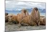 The Walrus is a Marine Mammal, the Only Modern Species of the Walrus Family, Traditionally Attribut-Mikhail Cheremkin-Mounted Photographic Print
