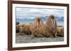 The Walrus is a Marine Mammal, the Only Modern Species of the Walrus Family, Traditionally Attribut-Mikhail Cheremkin-Framed Photographic Print