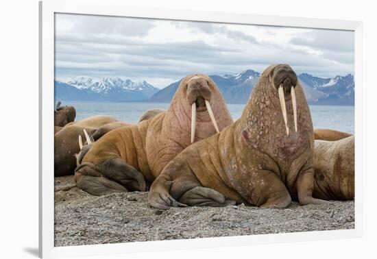 The Walrus is a Marine Mammal, the Only Modern Species of the Walrus Family, Traditionally Attribut-Mikhail Cheremkin-Framed Photographic Print