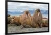 The Walrus is a Marine Mammal, the Only Modern Species of the Walrus Family, Traditionally Attribut-Mikhail Cheremkin-Framed Photographic Print