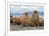 The Walrus is a Marine Mammal, the Only Modern Species of the Walrus Family, Traditionally Attribut-Mikhail Cheremkin-Framed Photographic Print