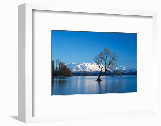 The Wanaka Tree at backed by snow capped mountains, Wanaka, Otago, South Island, New Zealand-Ed Rhodes-Framed Photographic Print