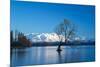 The Wanaka Tree at backed by snow capped mountains, Wanaka, Otago, South Island, New Zealand-Ed Rhodes-Mounted Photographic Print