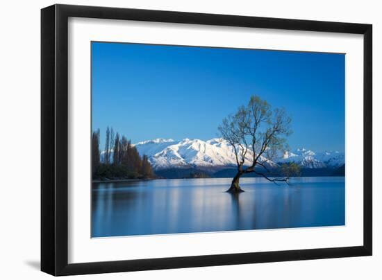 The Wanaka Tree at backed by snow capped mountains, Wanaka, Otago, South Island, New Zealand-Ed Rhodes-Framed Photographic Print