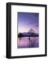 The Wanaka Tree at sunset backed by snow capped mountains, Wanaka, Otago, South Island, New Zealand-Ed Rhodes-Framed Photographic Print