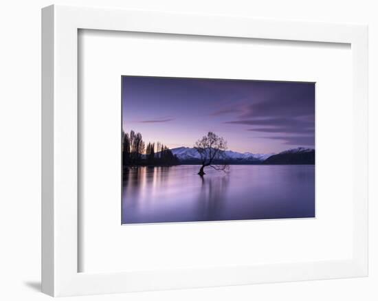 The Wanaka Tree at sunset backed by snow capped mountains, Wanaka, Otago, South Island, New Zealand-Ed Rhodes-Framed Photographic Print