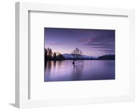 The Wanaka Tree at sunset backed by snow capped mountains, Wanaka, Otago, South Island, New Zealand-Ed Rhodes-Framed Photographic Print