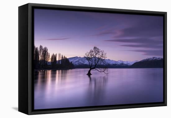 The Wanaka Tree at sunset backed by snow capped mountains, Wanaka, Otago, South Island, New Zealand-Ed Rhodes-Framed Stretched Canvas