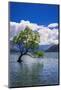 The Wanaka tree, Lake Wanaka, Otago, South Island, New Zealand-Russ Bishop-Mounted Photographic Print