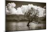 The Wanaka tree, Lake Wanaka, Otago, South Island, New Zealand-Russ Bishop-Mounted Photographic Print