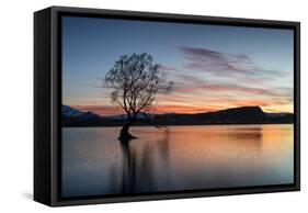 The Wanaka Tree with dramatic sky at sunrise, Lake Wanaka, Otago, South Island, New Zealand-Ed Rhodes-Framed Stretched Canvas
