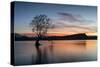 The Wanaka Tree with dramatic sky at sunrise, Lake Wanaka, Otago, South Island, New Zealand-Ed Rhodes-Stretched Canvas