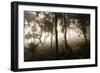 The Warm Glow of Sunshine Streams Through the Low-Lying Fog Above Phewa Lake Above Pokhara, Nepal-Sergio Ballivian-Framed Photographic Print