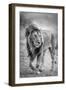 The wary champion-Jeffrey C. Sink-Framed Photographic Print