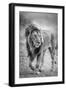 The wary champion-Jeffrey C. Sink-Framed Photographic Print