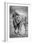 The wary champion-Jeffrey C. Sink-Framed Photographic Print