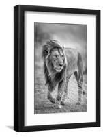 The wary champion-Jeffrey C. Sink-Framed Photographic Print