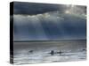 The Wash, Norfolk, Beach Landscape with Storm Clouds and Bait Diggers, UK-Gary Smith-Stretched Canvas