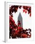 The Washington Monument Surrounded by the Brilliant Colored Leaves-Ron Edmonds-Framed Premium Photographic Print