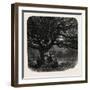 The Watch Oak, Windsor, UK, 19th Century-null-Framed Giclee Print