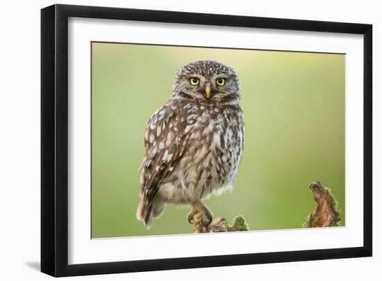 The Watcher-Kenny De Boeck-Framed Photographic Print