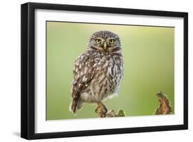 The Watcher-Kenny De Boeck-Framed Photographic Print