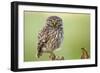 The Watcher-Kenny De Boeck-Framed Photographic Print