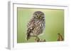 The Watcher-Kenny De Boeck-Framed Photographic Print