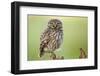 The Watcher-Kenny De Boeck-Framed Photographic Print